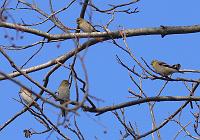 American Goldfinches 011208 032